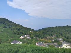 -龙井村