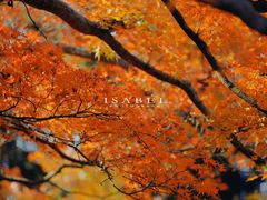 -庐山风景区花径公园