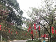-广州市帽峰山景区