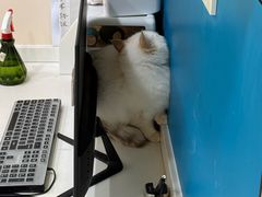 -小伙伴宠物医院·CT·骨科·眼科(高新店)