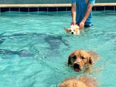 -趣玩宠物乐园寄养训犬训狗游泳池