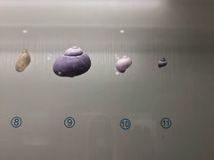 -青岛贝壳博物馆