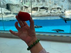 -帝企鹅自助餐厅•儿童岛•真企鹅(长隆企鹅酒店)