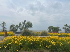 -西京湾花海
