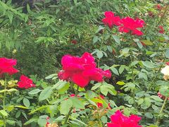 -莲花池公园
