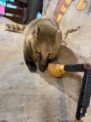 -Zoolung Zoolung动物主题公园(海信广场店)