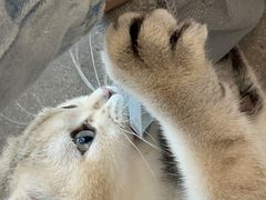 -飞行喵MR PILOT|猫舍·猫咖(静安大融城店)