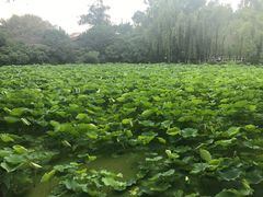 -桂湖森林公园