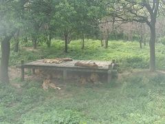 picture-上海浦东康桥绿地假日酒店