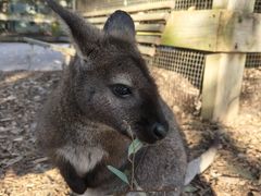 -费瑟代尔野生动物园
