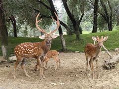 -北京野生动物园