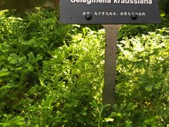 -深圳仙湖植物园