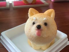 柴犬蛋糕-柴犬高等学院·狗咖·柴犬售卖·宠物训练