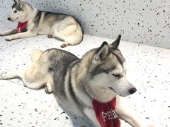 -Husky Go!哈士奇体验馆·宠物咖啡厅狗咖
