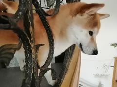 -喜柴咖啡·柴犬狗咖
