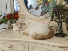 -共舞时光猫咖·狗咖(新街口店)