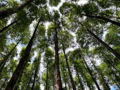 -山王坪喀斯特国家生态公园