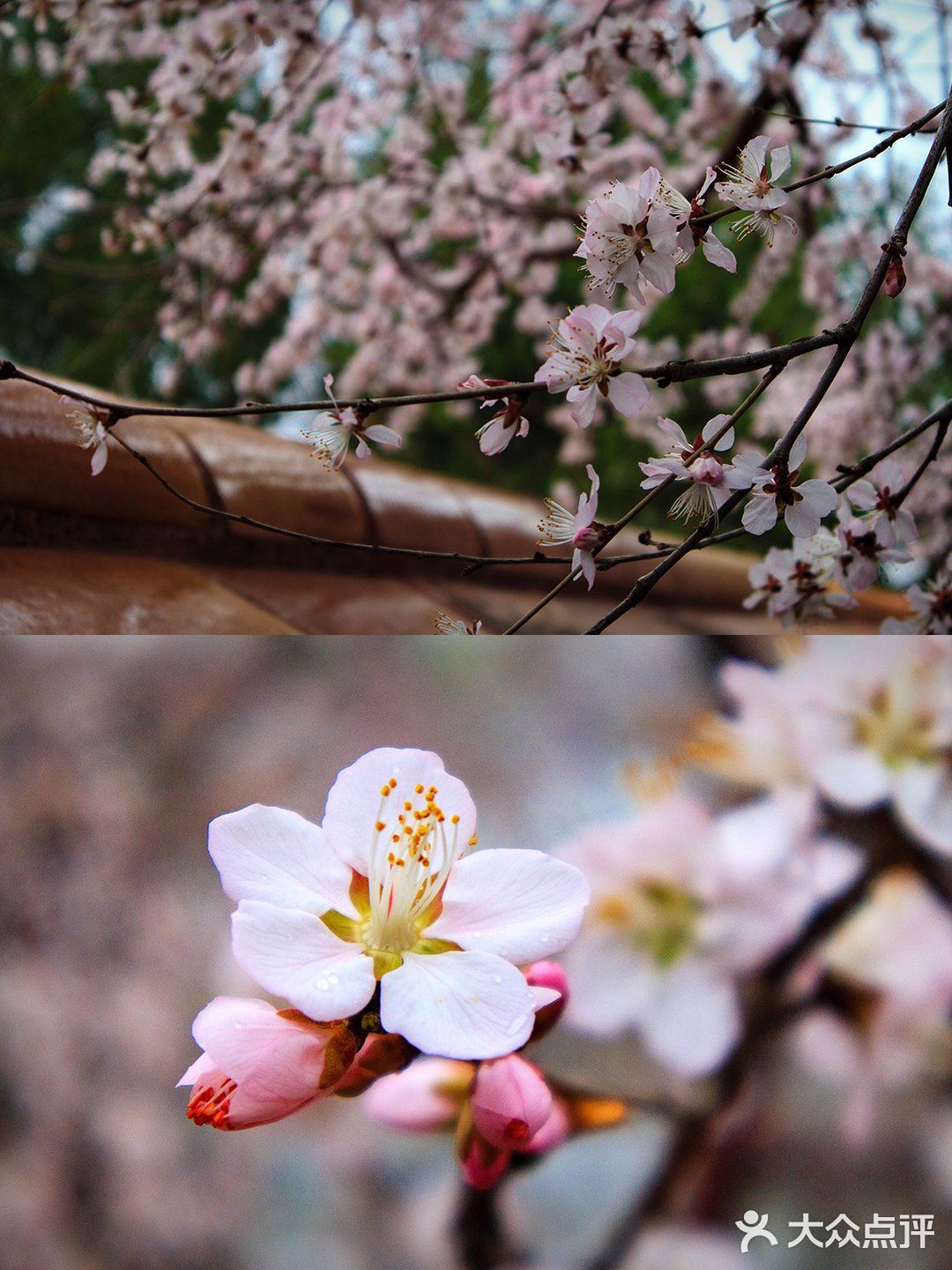 花开正当时🌸 北海白塔之下，是山桃的舞蹈