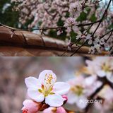 花开正当时🌸 北海白塔之下，是山桃的舞蹈