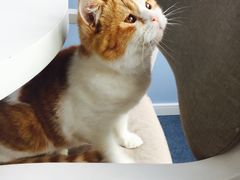 -喵的天空名猫咖啡馆·撸猫·猫舍·用品