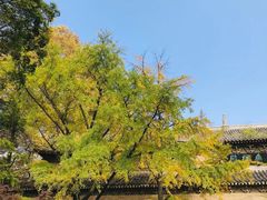 -灵谷景区