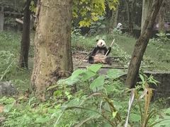 -都江堰中华大熊猫苑