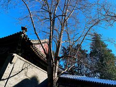 -香山公园