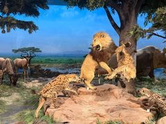 -国家自然博物馆