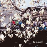玉兰飘香，拉响春日协奏曲：魔都市花绽放啦！