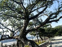 -江心屿景区