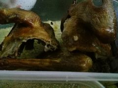 烤乳鸽-御花园·粤菜·海鲜火锅(中山公园店)