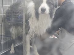 -它主义宠物(梁溪万达店)