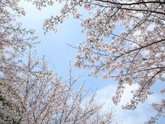 -高东镇樱花园