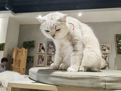 -藏猫猫咖啡主题馆(中央大道店)