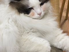 -白兔子密室(长寿路店)