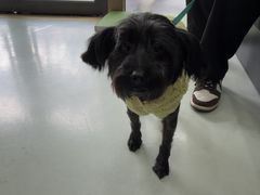 -瑞鹏宠物医院·宠保定点·心脏科·内科(御桥分院)