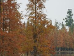 -白鹭湾湿地公园