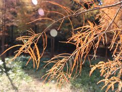 -番禺大夫山森林公园