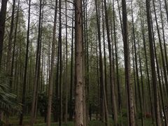 -黄海国家森林公园