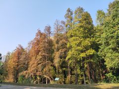 -金山植物公园