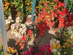 -金陵花卉交易市场