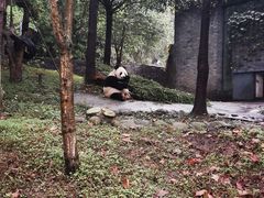-都江堰中华大熊猫苑