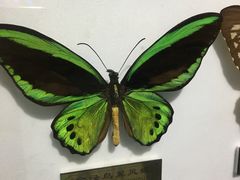 -上海昆虫博物馆