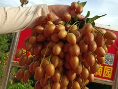 -从化深英荔枝黄皮龙眼采摘园