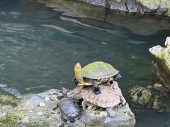 -普陀山慧济禅寺