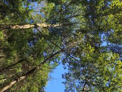 -九龙江国家森林公园