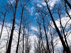 -合肥滨湖国家森林公园