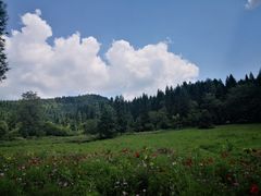 -武陵山森林公园