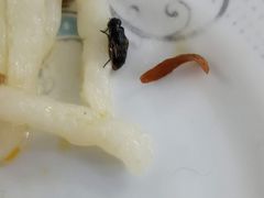 -笑红饭庄