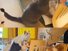 -猫在这儿猫咪咖啡馆·撸猫馆